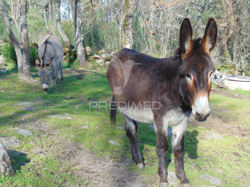 Moradia T2 para Venda em Torgueda Foto 24