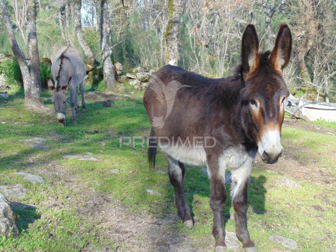Moradia T2 para Venda em Torgueda Foto 24