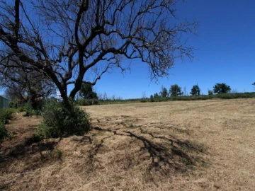 Terreno para Venda em Tourais e Lajes