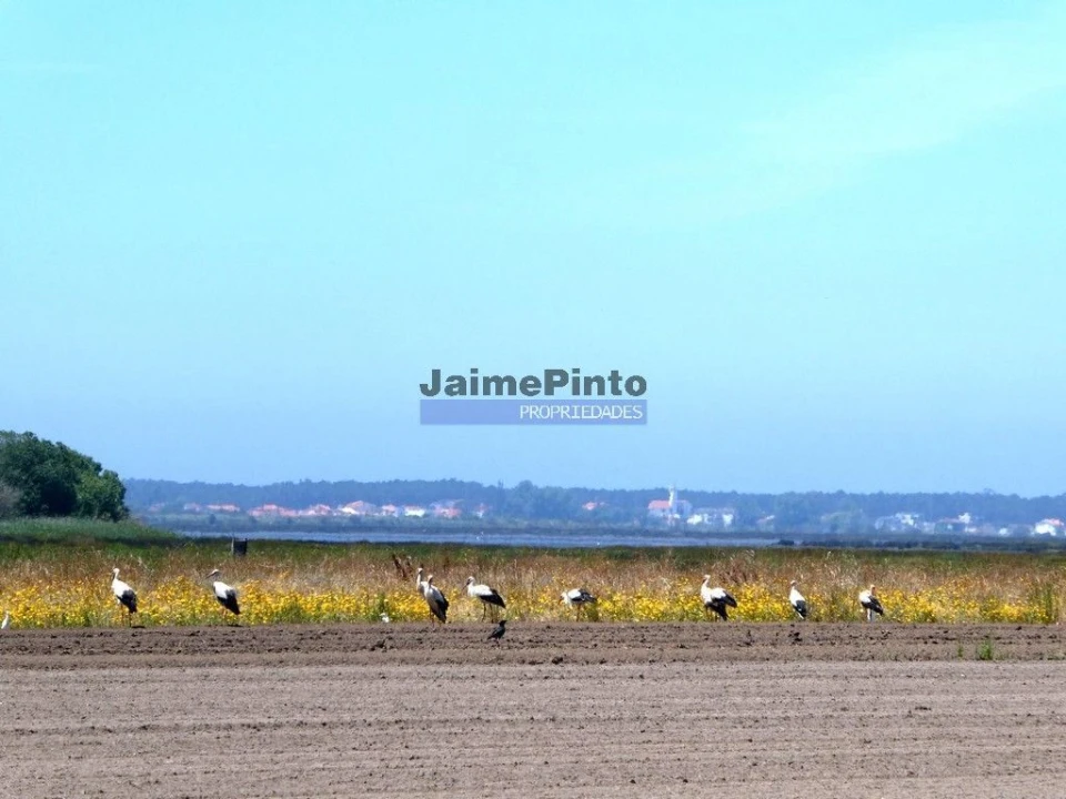 Terreno P/ Prédio para Venda em Valega Foto 1