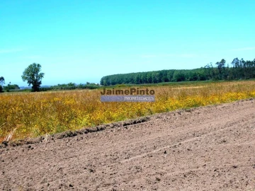 Terreno P/ Prédio para Venda em Valega