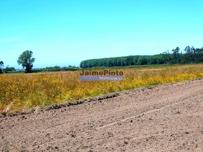 Terreno P/ Prédio para Venda em Valega Foto 3