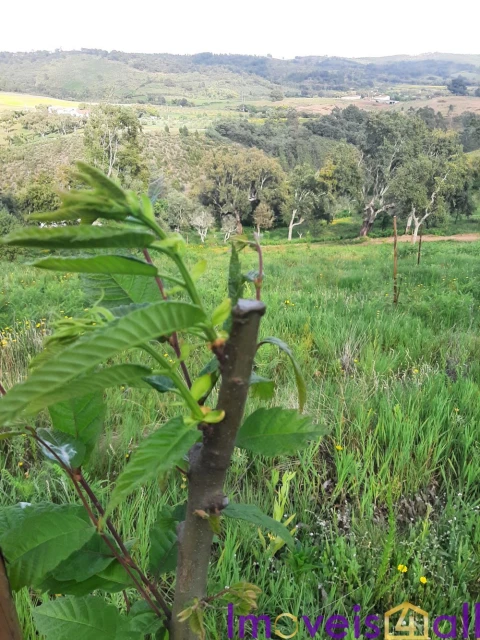 Terreno para Venda em Alegrete