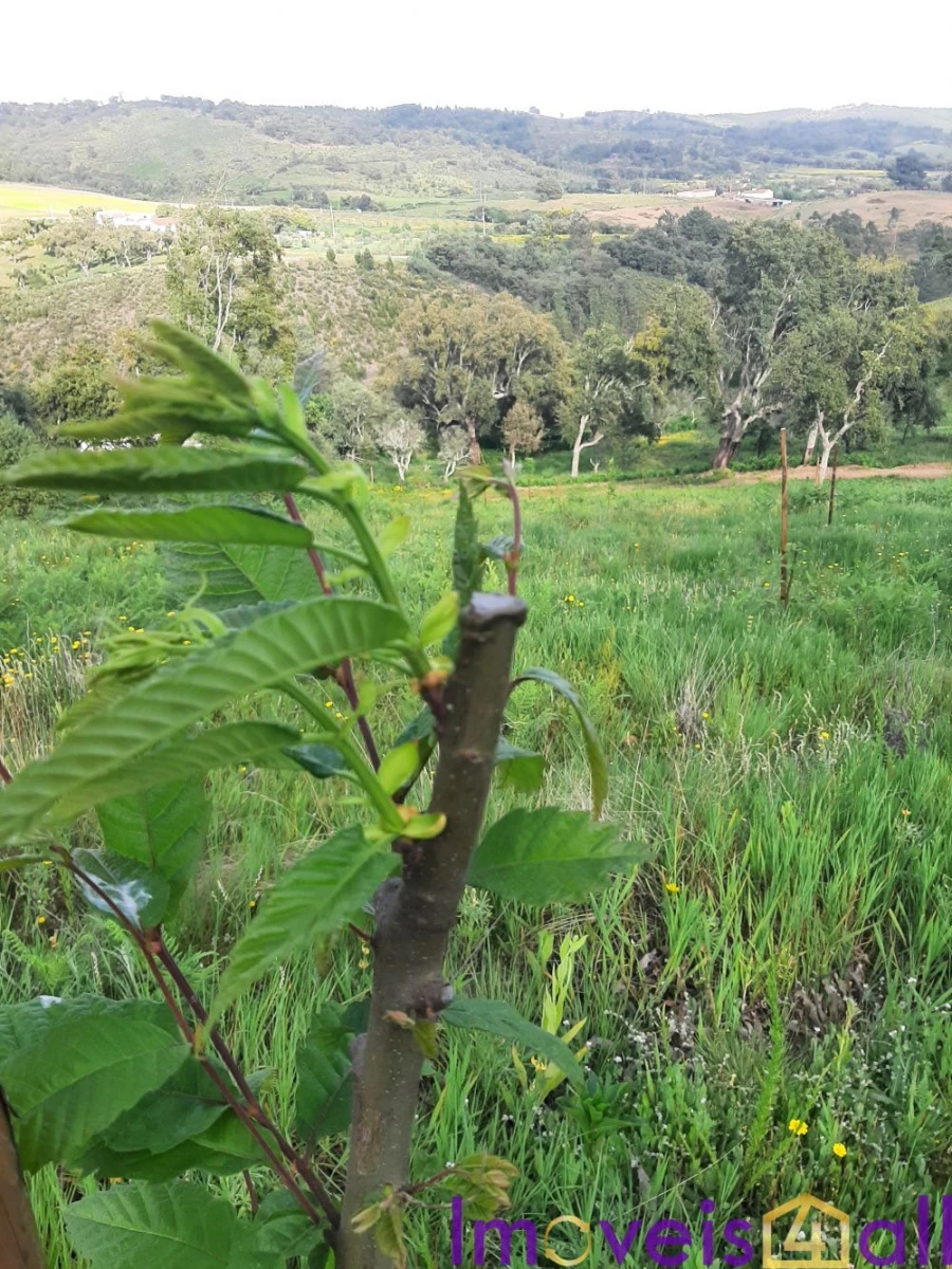 Terreno para Venda em Alegrete Foto 4