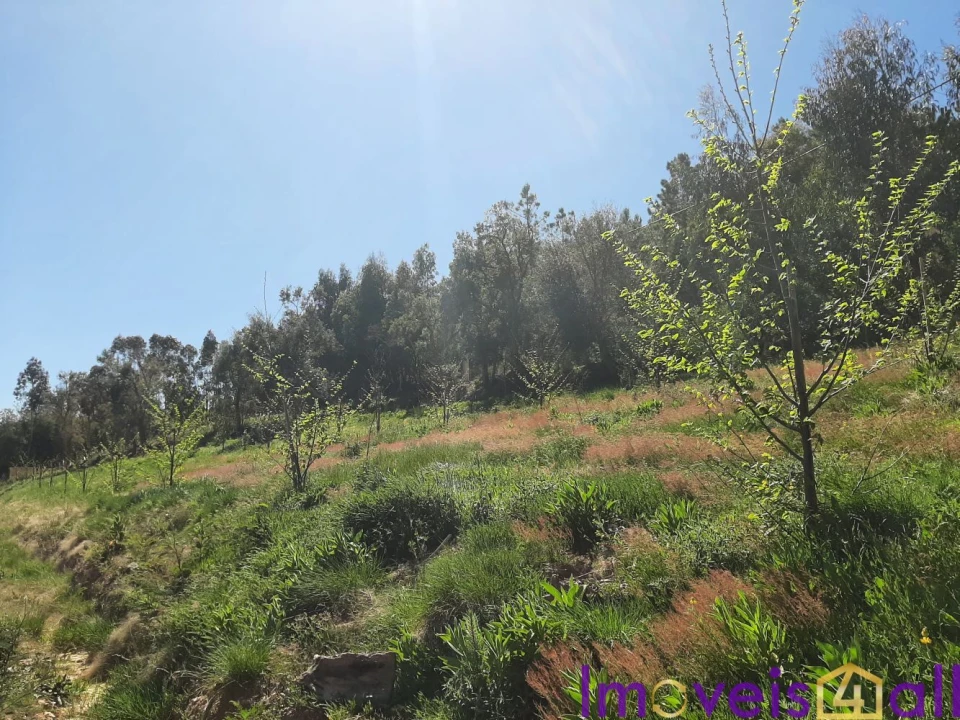 Terreno para Venda em Alegrete Foto 3