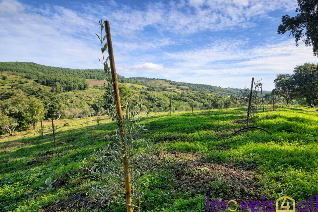 Terreno para Venda em Alegrete Foto 13