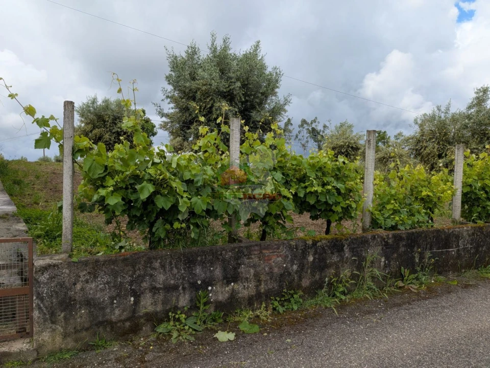 Terreno para Venda em Cabeçudo Foto 11