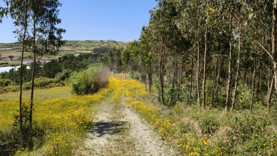 Terreno para Venda em Vimeiro Foto 12