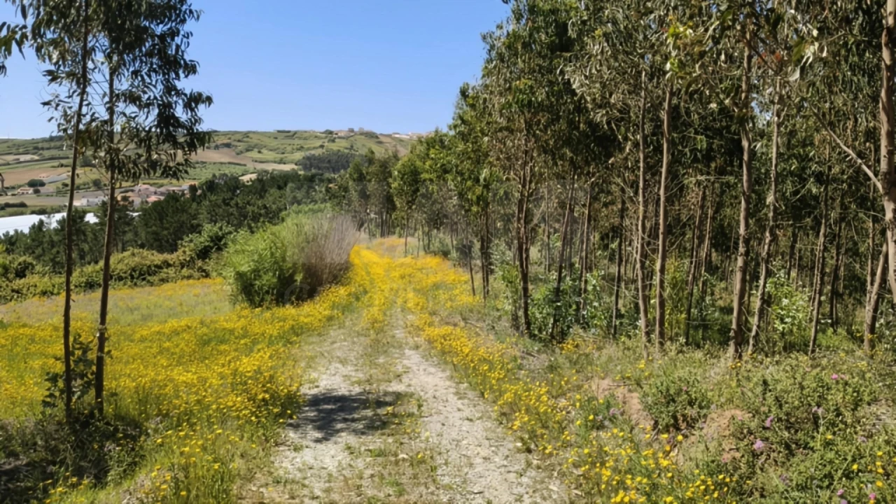 Terreno para Venda em Vimeiro Foto 12