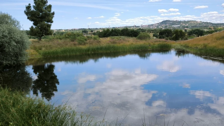 Terreno Agricola ou Rústico para Venda em Castelo Branco