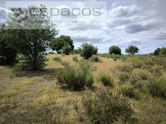 Terreno para Venda em Castelo Branco Foto 14