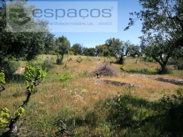 Quinta para Venda em Salgueiro do Campo