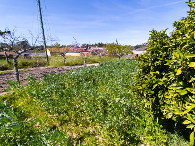 Terreno para Venda em Cantanhede e Pocariça Foto 10
