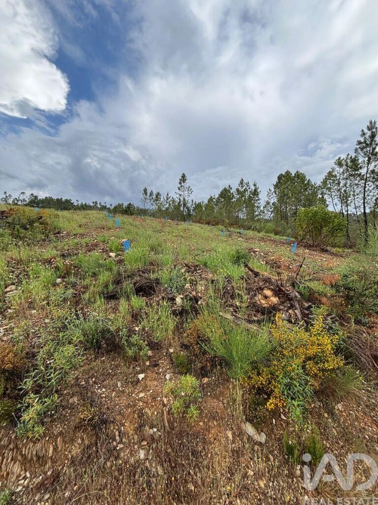 Quinta para Venda em Sarzedas Foto 8