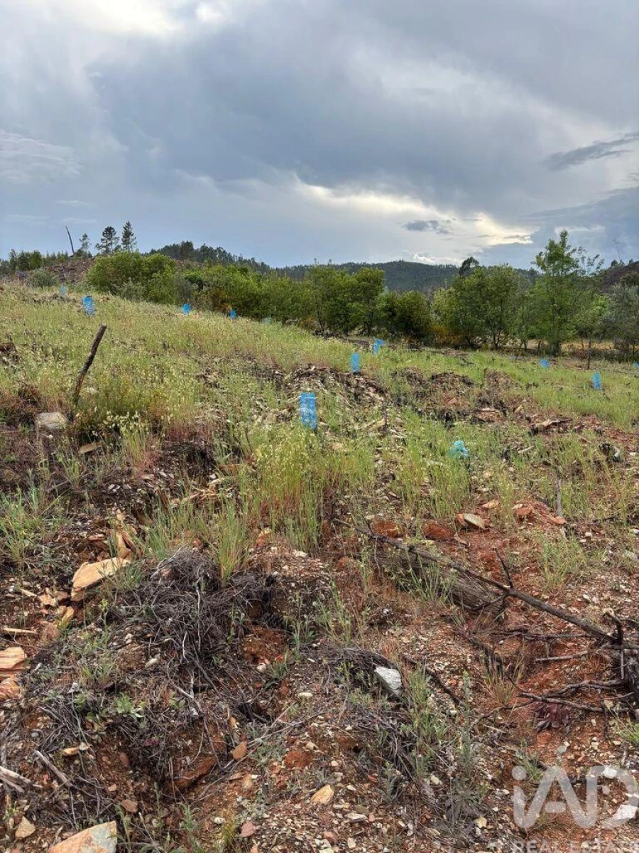 Quinta para Venda em Sarzedas Foto 6