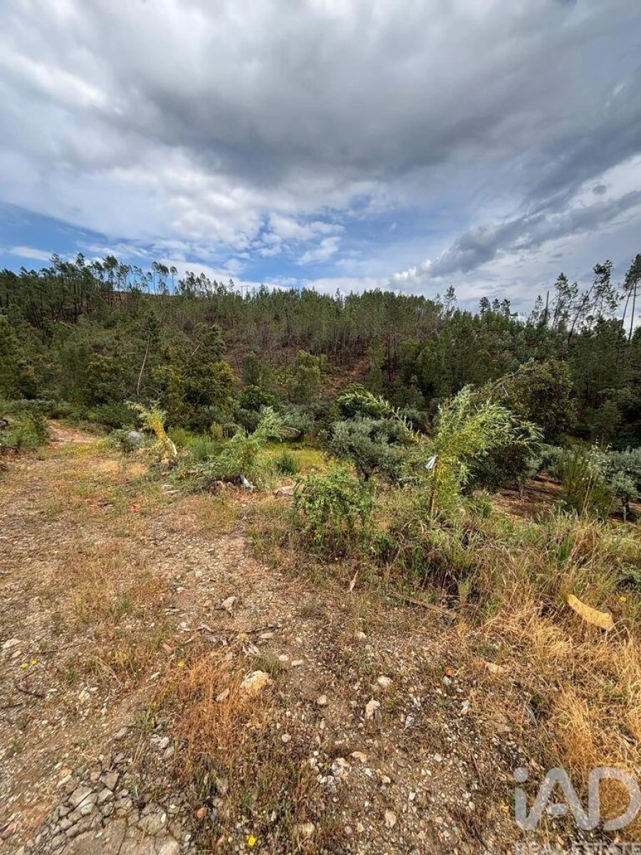 Quinta para Venda em Sarzedas Foto 5