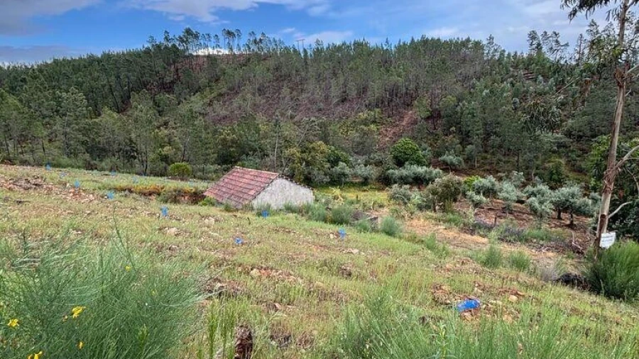 Quinta para Venda em Sarzedas