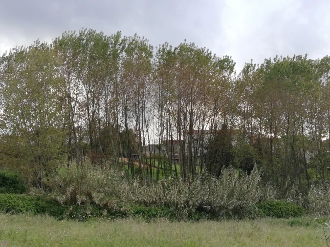 Terreno para Venda em Sangalhos Foto 3