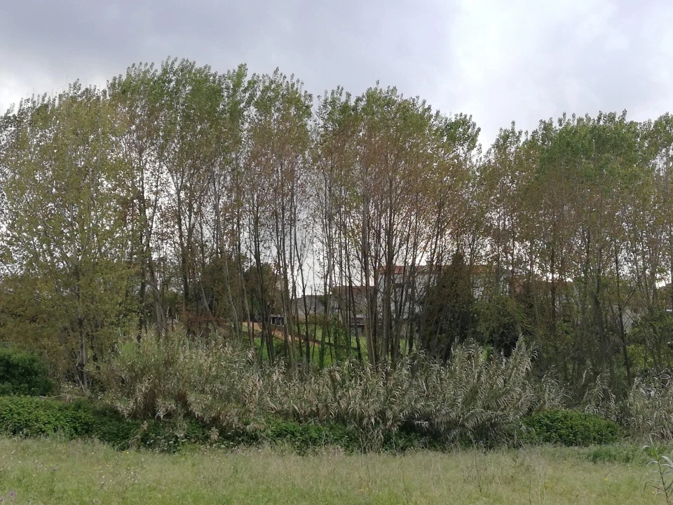 Terreno para Venda em Sangalhos Foto 3