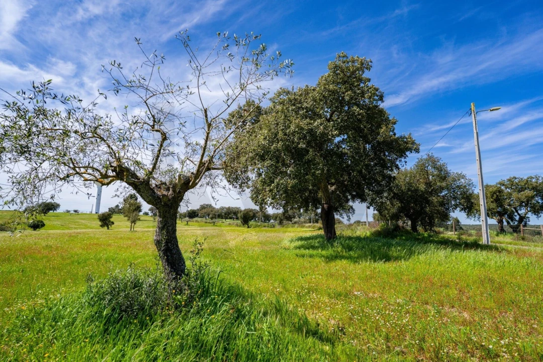 Terreno para Venda em São Jose da Lamarosa Foto 18