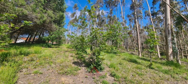 Terreno Agricola ou Rústico para Venda em Maceira