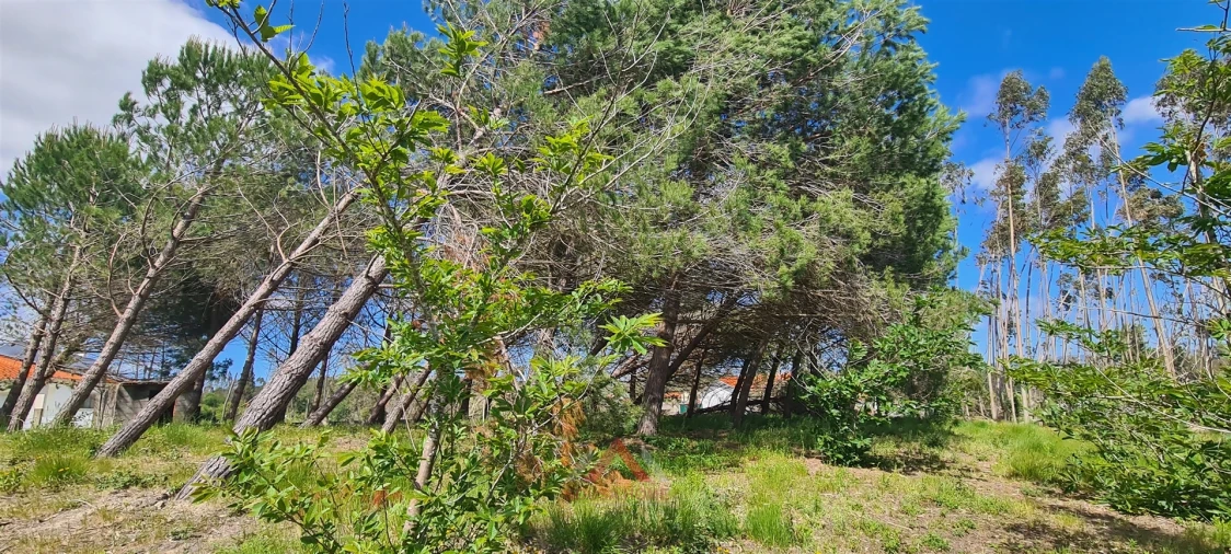 Terreno Agricola ou Rústico para Venda em Maceira Foto 8