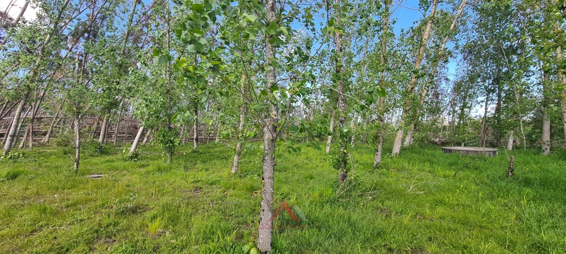 Terreno Agricola ou Rústico para Venda em Maceira Foto 5