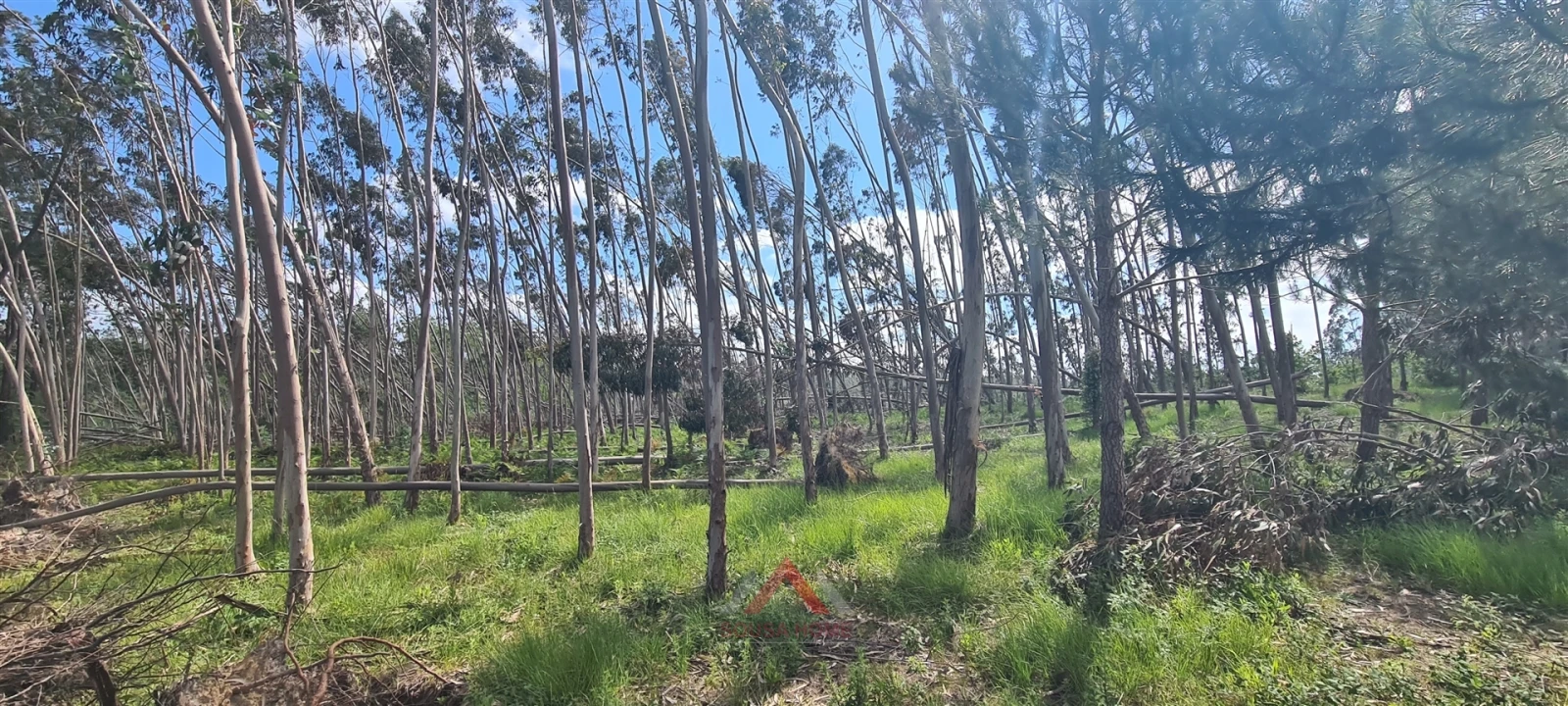 Terreno Agricola ou Rústico para Venda em Maceira Foto 9