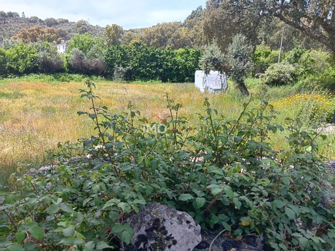 Terreno Agricola ou Rústico para Venda em Santo Antonio das Areias Foto 3