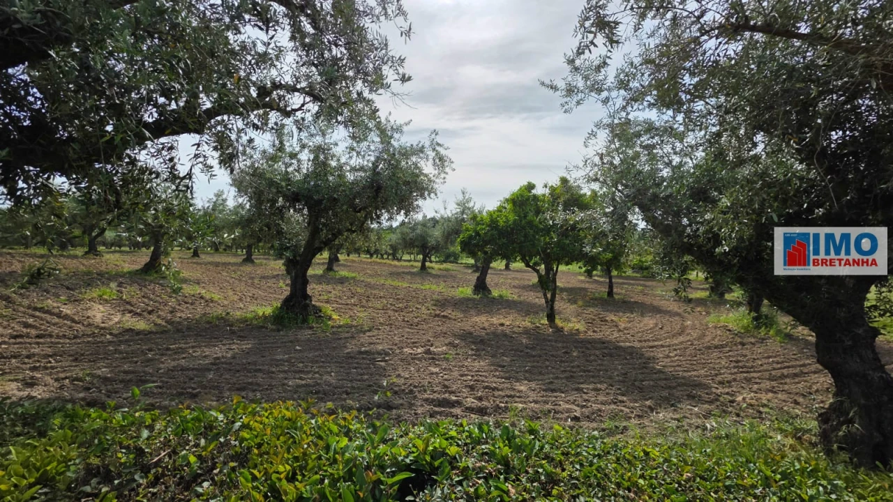 Quinta T4 para Venda em Castelo Branco Foto 40