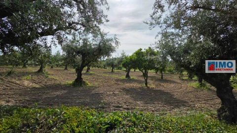 Quinta T4 para Venda em Castelo Branco