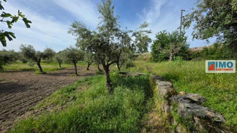 Quinta T4 para Venda em Castelo Branco