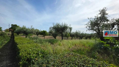 Quinta T4 para Venda em Castelo Branco