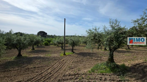 Quinta T4 para Venda em Castelo Branco