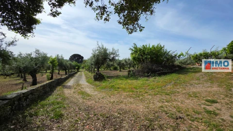 Quinta T4 para Venda em Castelo Branco