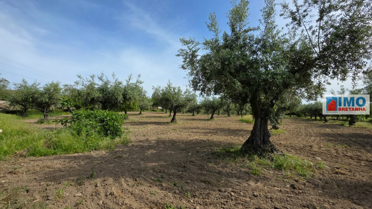 Quinta T4 para Venda em Castelo Branco Foto 26