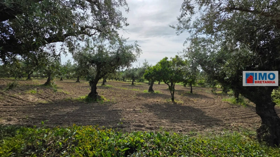 Quinta T4 para Venda em Castelo Branco Foto 40