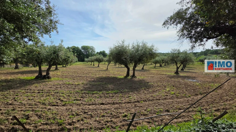Quinta T4 para Venda em Castelo Branco Foto 48