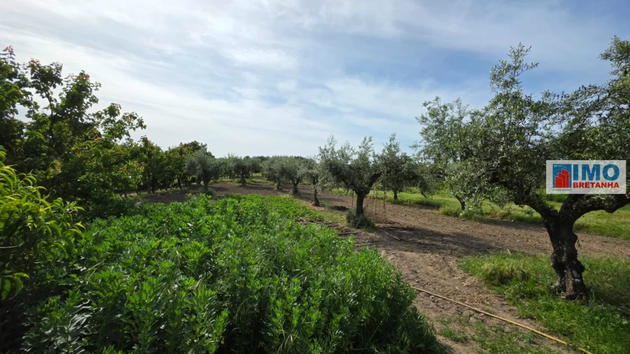 Quinta T4 para Venda em Castelo Branco Foto 33