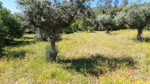 Terreno Agricola ou Rústico para Venda em Vila Velha de Rodão