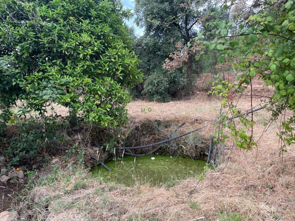 Terreno Agricola ou Rústico para Venda em Vila Velha de Rodão Foto 8