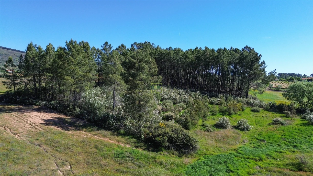Terreno Agricola ou Rústico para Venda em Vale de Prazeres e Mata da Rainha Foto 35