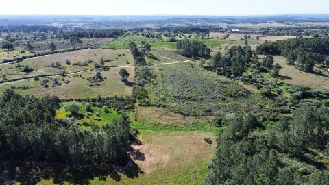 Terreno Agricola ou Rústico para Venda em Vale de Prazeres e Mata da Rainha