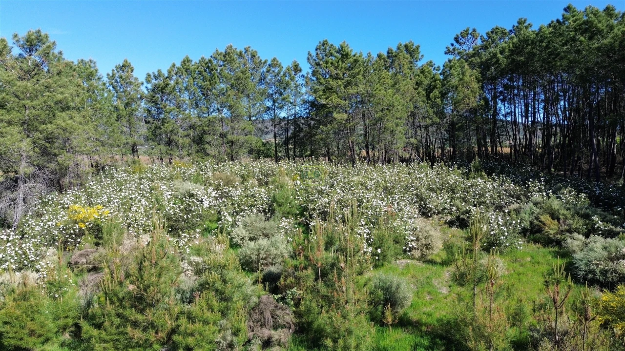 Terreno Agricola ou Rústico para Venda em Vale de Prazeres e Mata da Rainha Foto 39