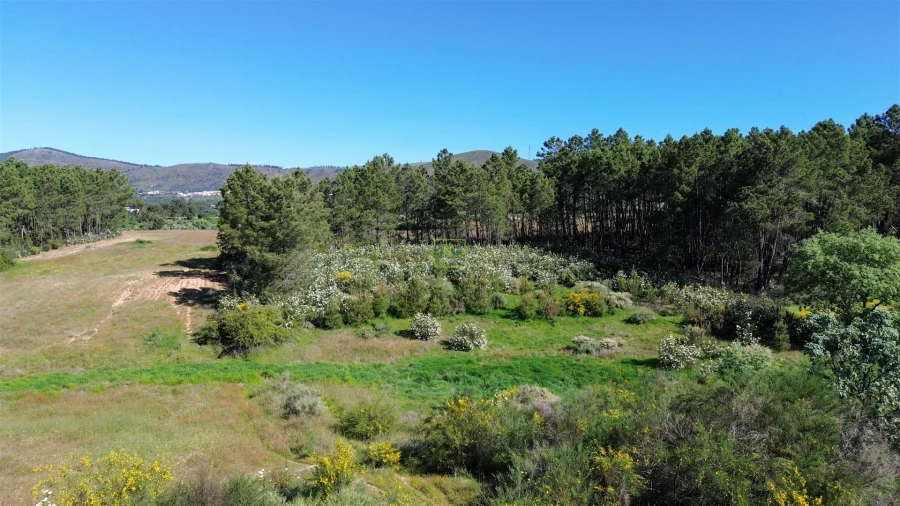 Terreno Agricola ou Rústico para Venda em Vale de Prazeres e Mata da Rainha Foto 33
