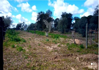 Terreno para Venda em Torrão