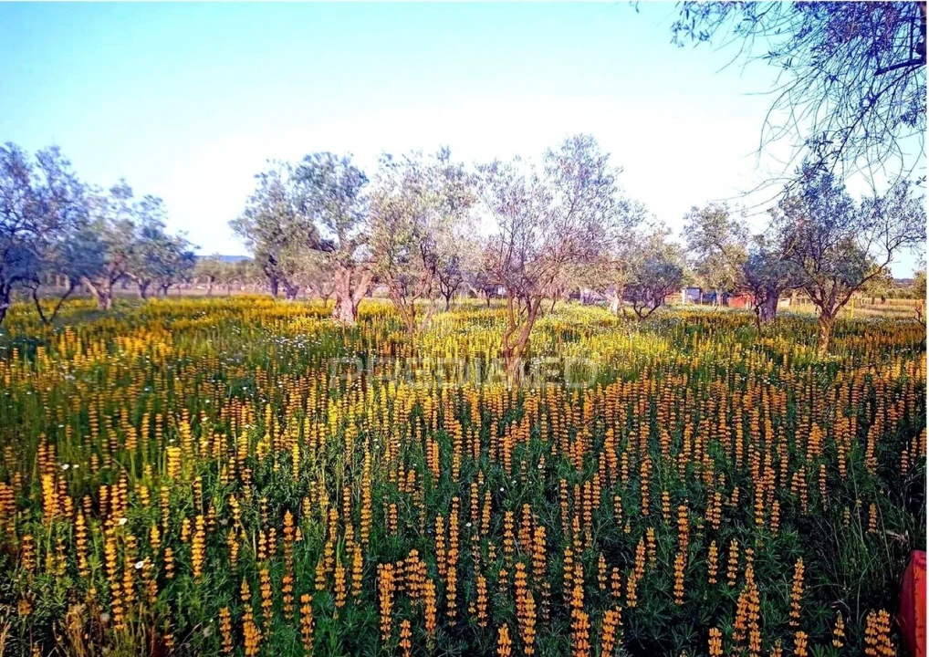 Terreno para Venda em Torrão Foto 5