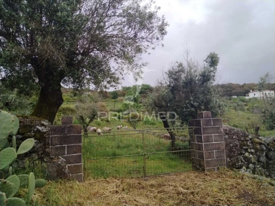 Terreno para Venda em Ribeira de Nisa e Carreiras Foto 2