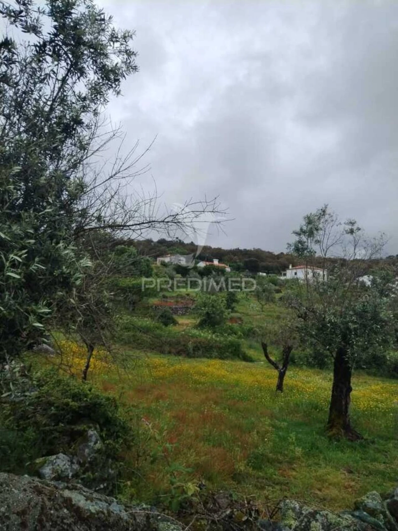 Terreno para Venda em Ribeira de Nisa e Carreiras Foto 3