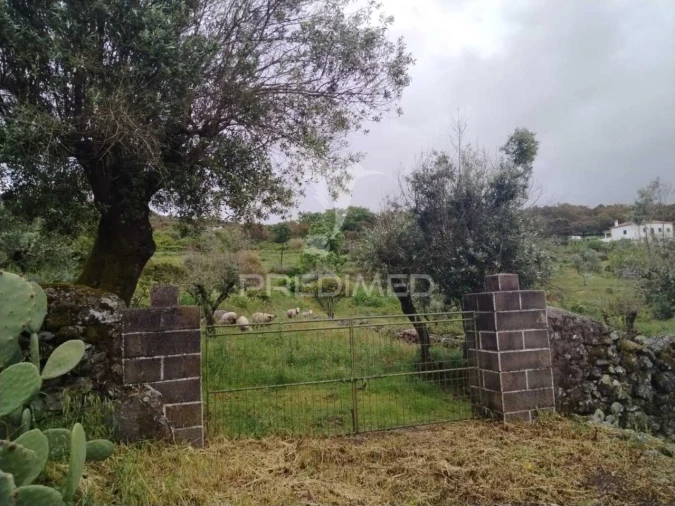 Terreno para Venda em Ribeira de Nisa e Carreiras Foto 2